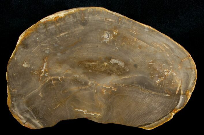 Petrified Wood End Cut - Queensland, Australia #6301